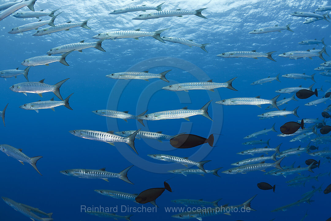 Group of Blackfin Barradudas