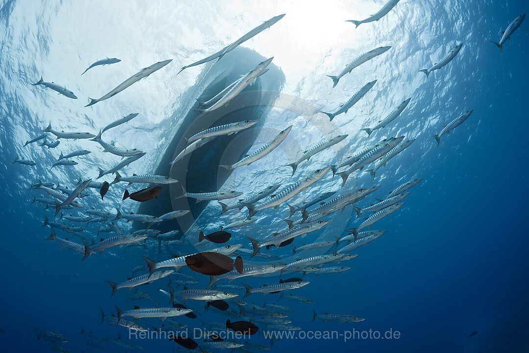 Schwarm Dunkelflossen-Barrakudas unter Taucherboot, Sphyraena qenie, Blue Corner Mikronesien, Palau