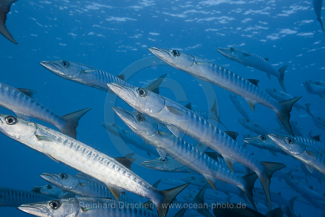 Group of Blackfin Barradudas