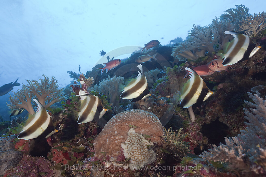 Pazifik-Wimpelfische, Heniochus chrysostomus, Blue Corner Mikronesien, Palau