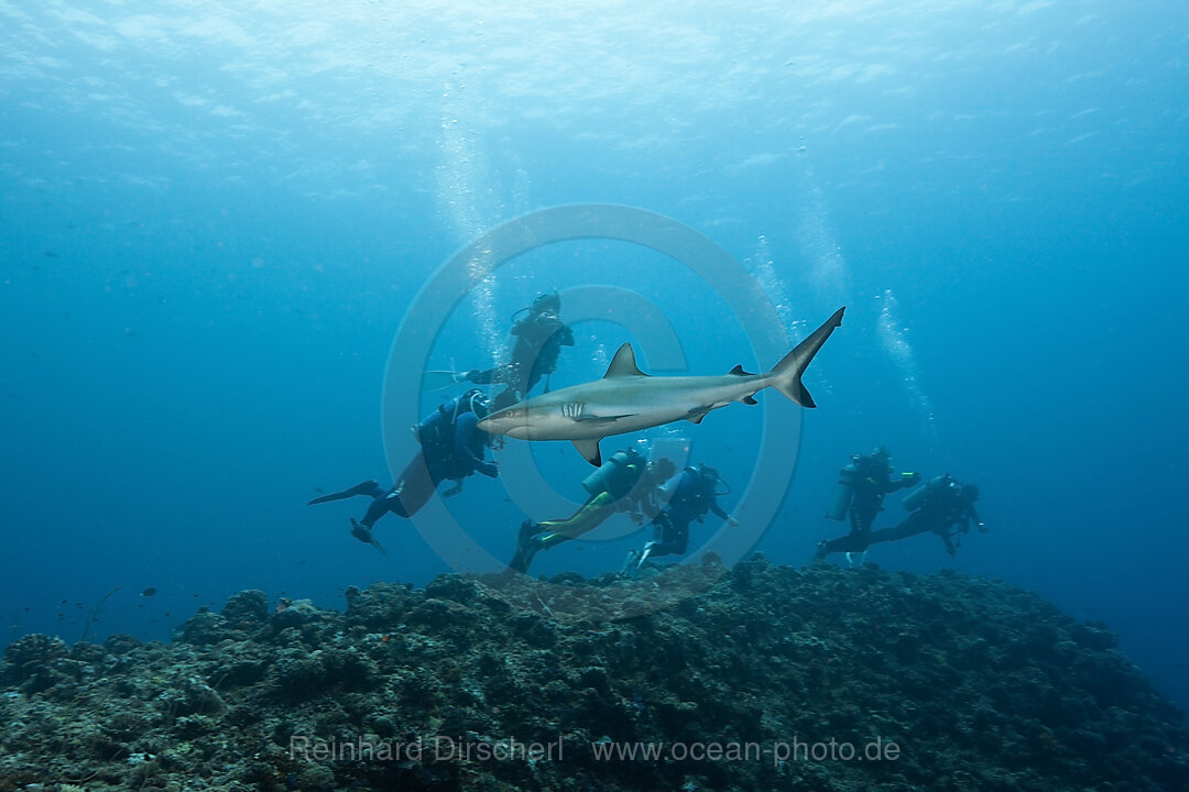 Diver observe Grey Reef Shark, Carcharhinus amblyrhynchos, Blue Corner Micronesia, Palau