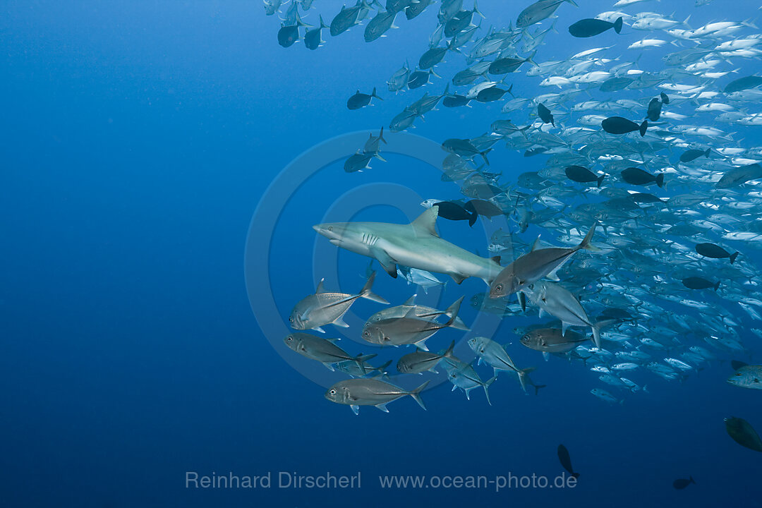 Jackfishes edge Grey Reef Shark