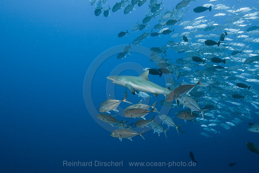 Stachelmakrelen bedraengen Grauen Riffhai, Carcharhinus amblyrhynchos, Blue Corner Mikronesien, Palau