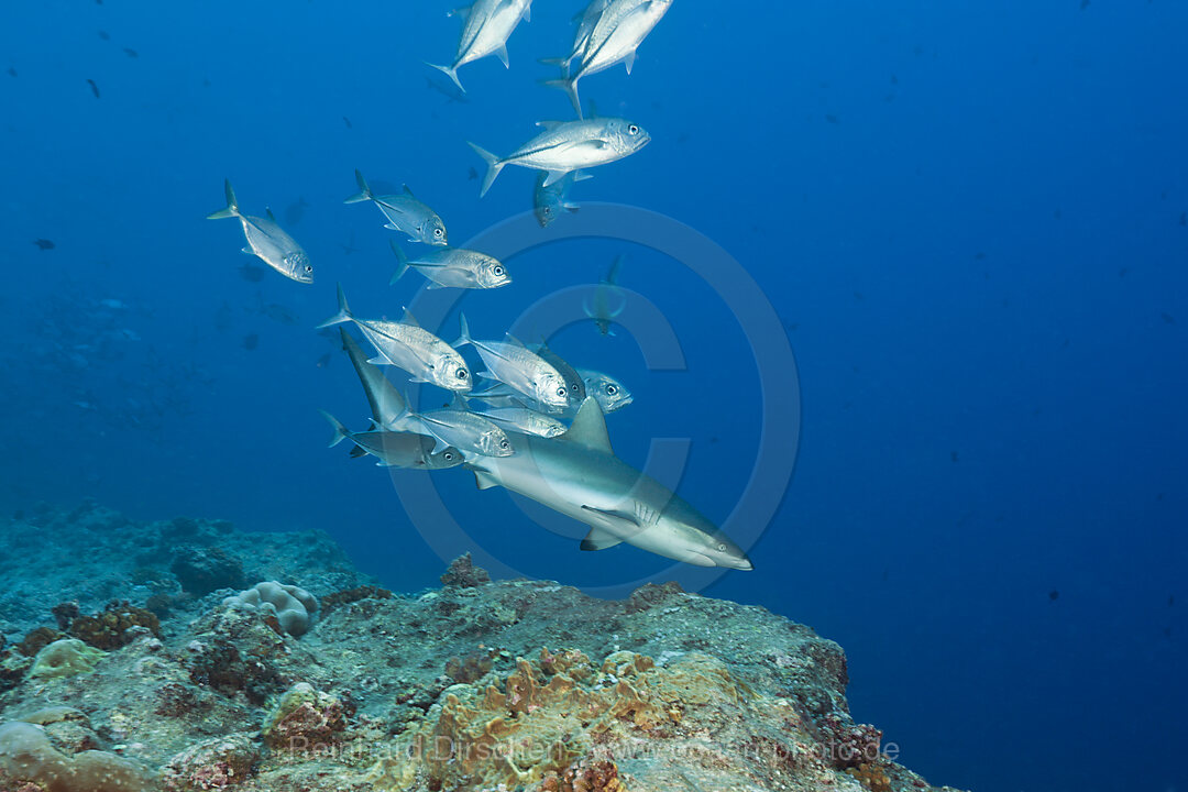 Jackfishes edge Grey Reef Shark