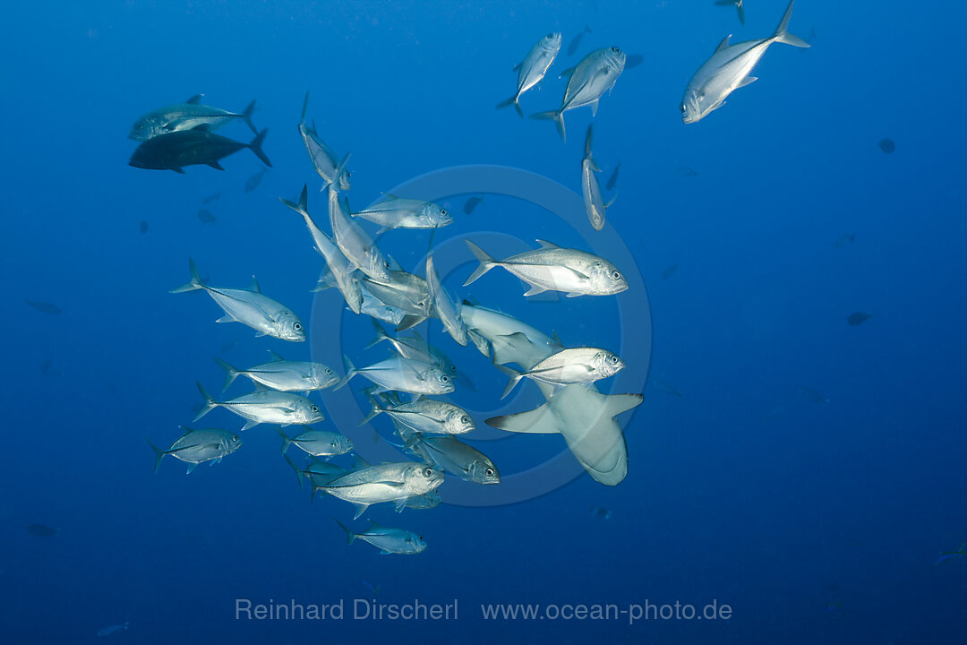 Jackfishes edge Grey Reef Shark