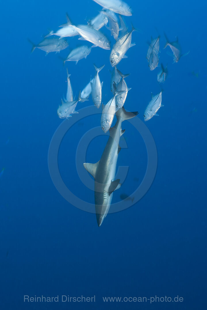 Stachelmakrelen bedraengen Grauen Riffhai, Carcharhinus amblyrhynchos, Blue Corner Mikronesien, Palau