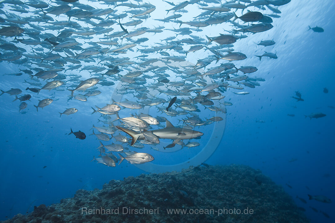 Jackfishes edge Grey Reef Shark, Carcharhinus amblyrhynchos, Blue Corner Micronesia, Palau