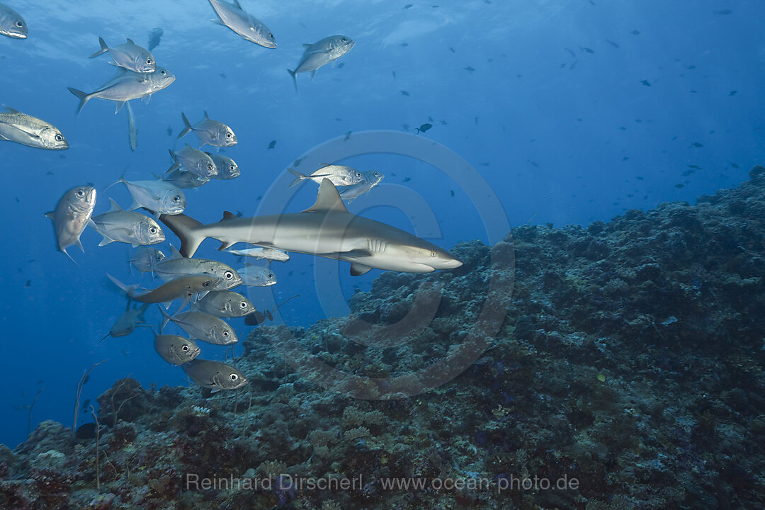 Stachelmakrelen bedraengen Grauen Riffhai, Carcharhinus amblyrhynchos, Blue Corner Mikronesien, Palau