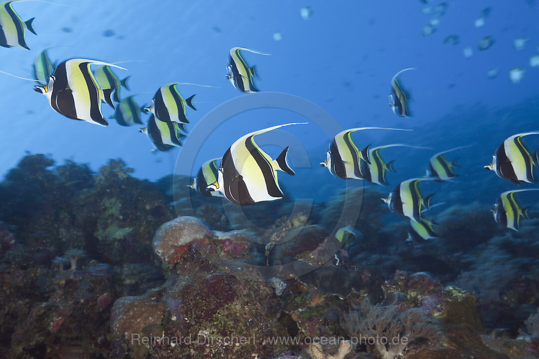 Pennant Bannerfish, Heniochus diphreutes, Blue Corner Micronesia, Palau