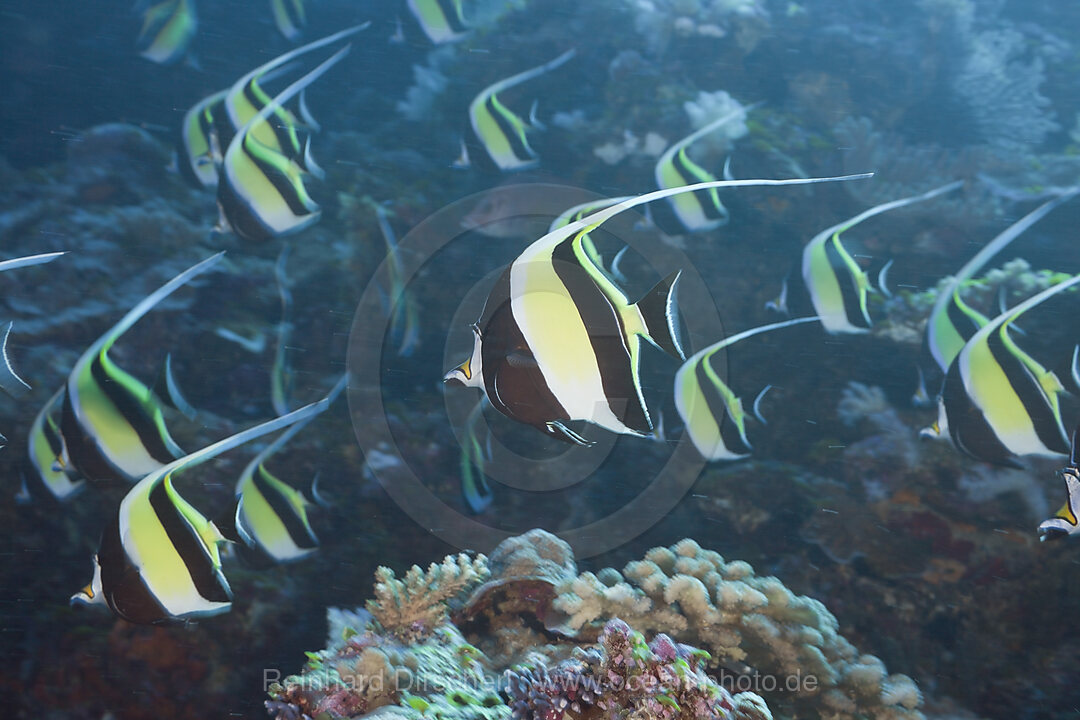 Pennant Bannerfish, Heniochus diphreutes, Blue Corner Micronesia, Palau