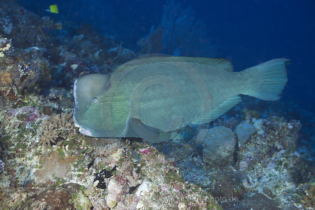 Bueffelkopf-Papageifisch, Bolbometopon muricatum, Blue Corner Mikronesien, Palau