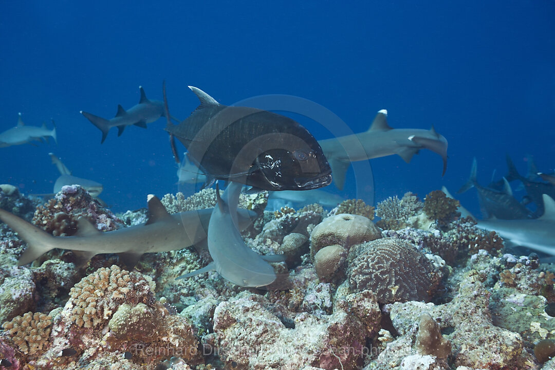 Sharks and Giant Trevally hunting together