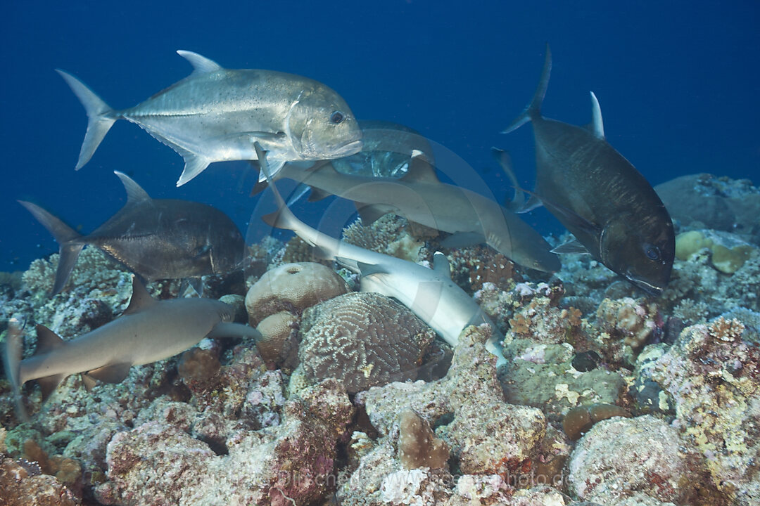 Sharks and Giant Trevally hunting together
