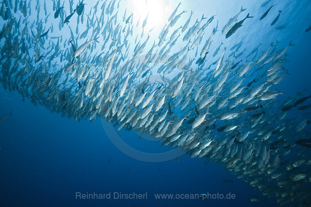 Grossaugen-Stachelmakrelen im Schwarm, Caranx sexfasciatus, Blue Corner Mikronesien, Palau