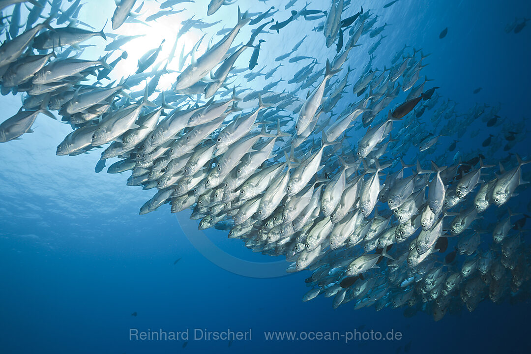 Grossaugen-Stachelmakrelen im Schwarm, Caranx sexfasciatus, Blue Corner Mikronesien, Palau