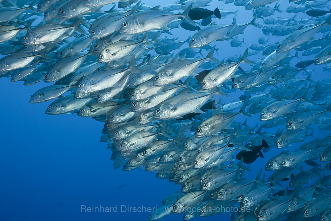 Grossaugen-Stachelmakrelen im Schwarm, Caranx sexfasciatus, Blue Corner Mikronesien, Palau