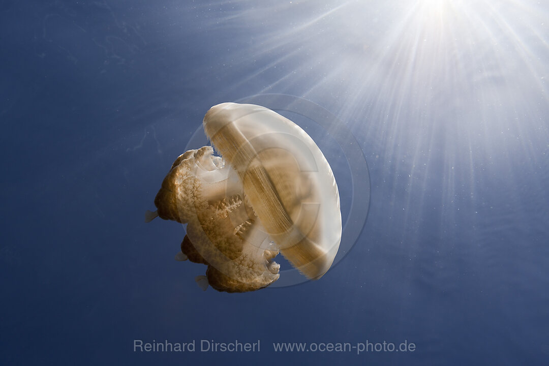 Mastigias Qualle im Gegenlicht