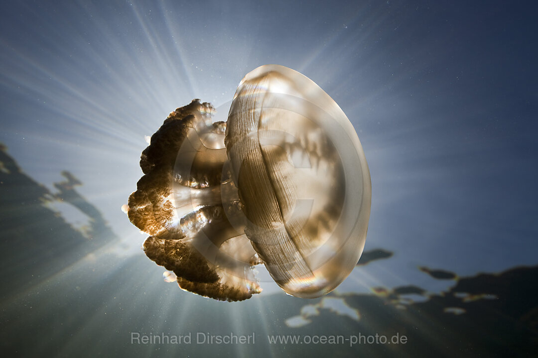 Mastigias Jellyfish in Backlight, Mastigias papua etpisonii, Jellyfish Lake Micronesia, Palau