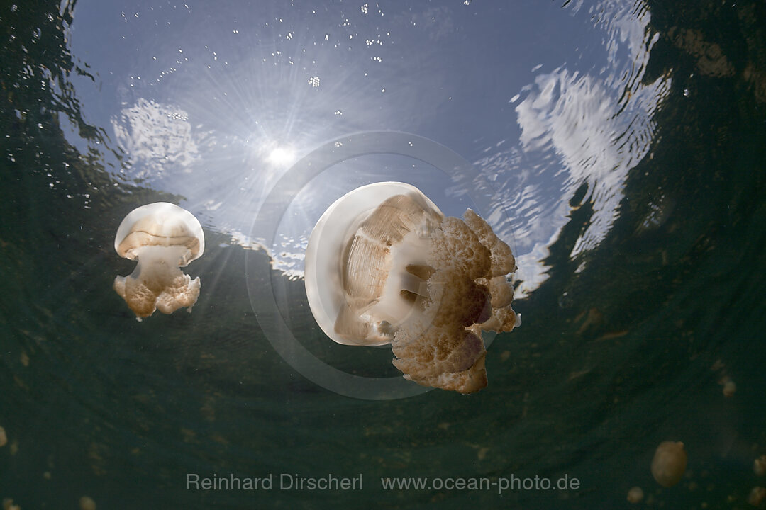 Mastigias Qualle im Gegenlicht