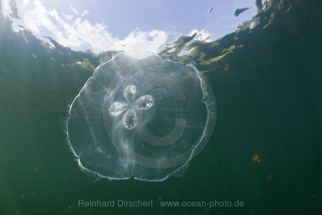 Grosse Ohrenqualle in Quallensee, Aurita aurita, Quallensee Mikronesien, Palau