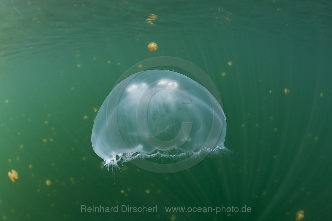 Grosse Ohrenqualle in Quallensee, Aurita aurita, Quallensee Mikronesien, Palau