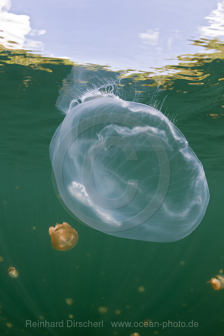 Giant Moon Jellyfish in Jellyfish Lake, Aurita aurita, Jellyfish Lake Micronesia, Palau