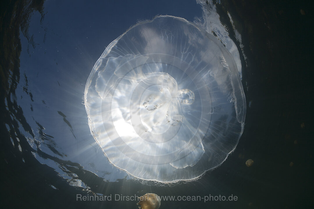 Moon Jellyfish with Backlight, Aurita aurita, Jellyfish Lake Micronesia, Palau