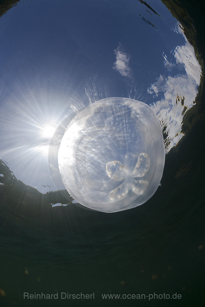 Ohrenqualle in Gegenlicht