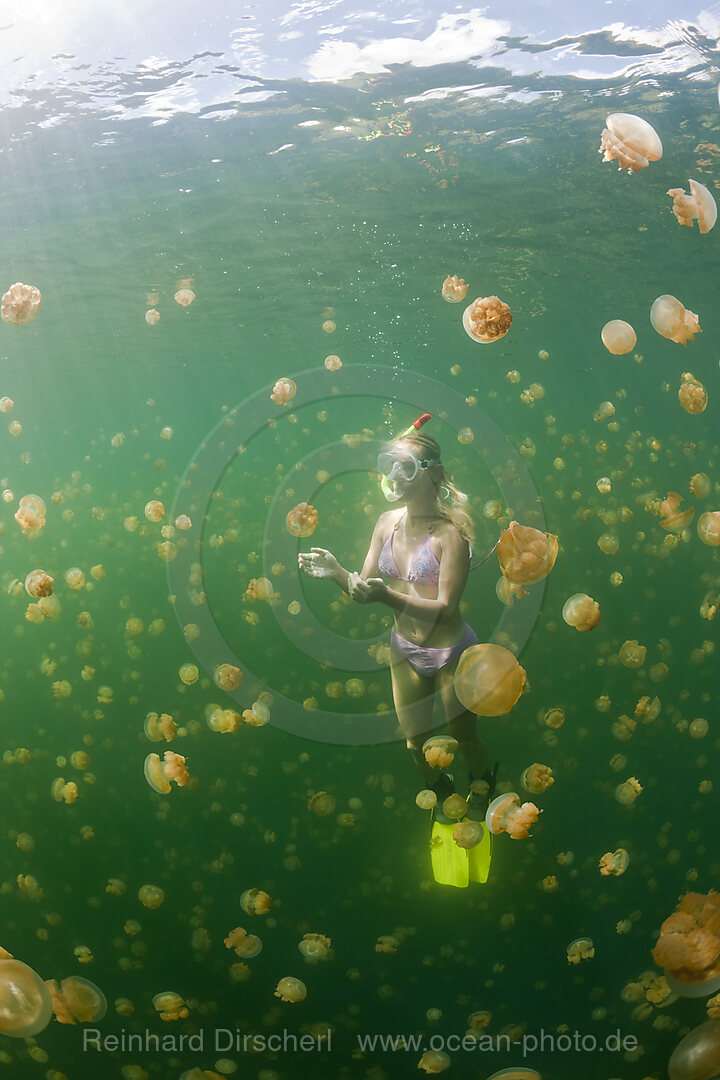 Schwimmen mit harmlosen Quallen, Mastigias papua etpisonii, Quallensee Mikronesien, Palau