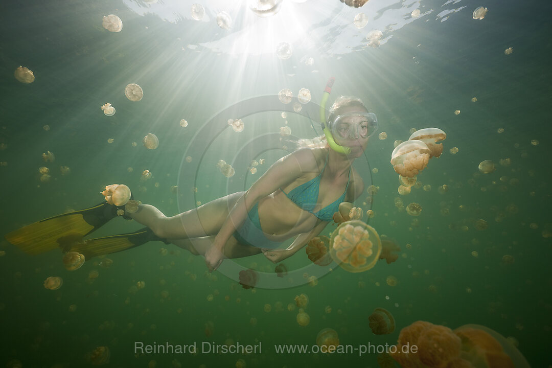 Schwimmen mit harmlosen Quallen, Mastigias papua etpisonii, Quallensee Mikronesien, Palau