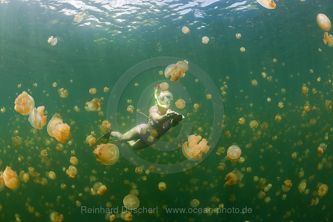 Swimming with harmless Jellyfishes, Mastigias papua etpisonii, Jellyfish Lake Micronesia, Palau