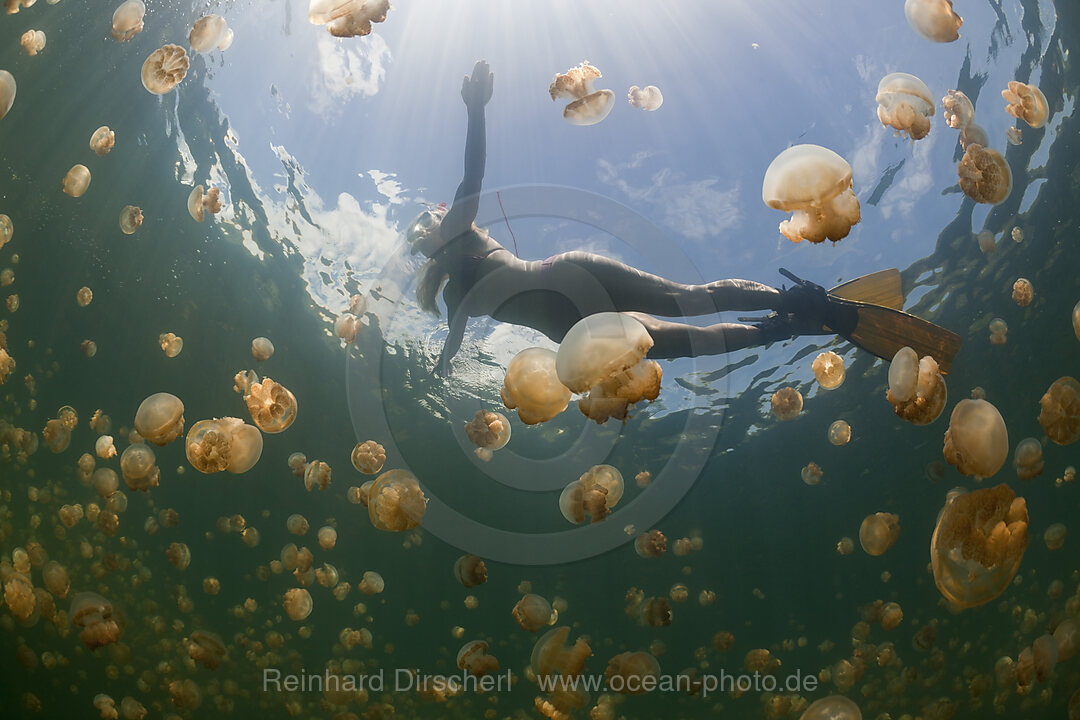 Swimming with harmless Jellyfishes, Mastigias papua etpisonii, Jellyfish Lake Micronesia, Palau