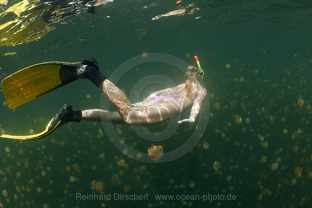 Free diving in Jelly Fish Lake, Mastigias papua etpisonii, Jellyfish Lake Micronesia, Palau