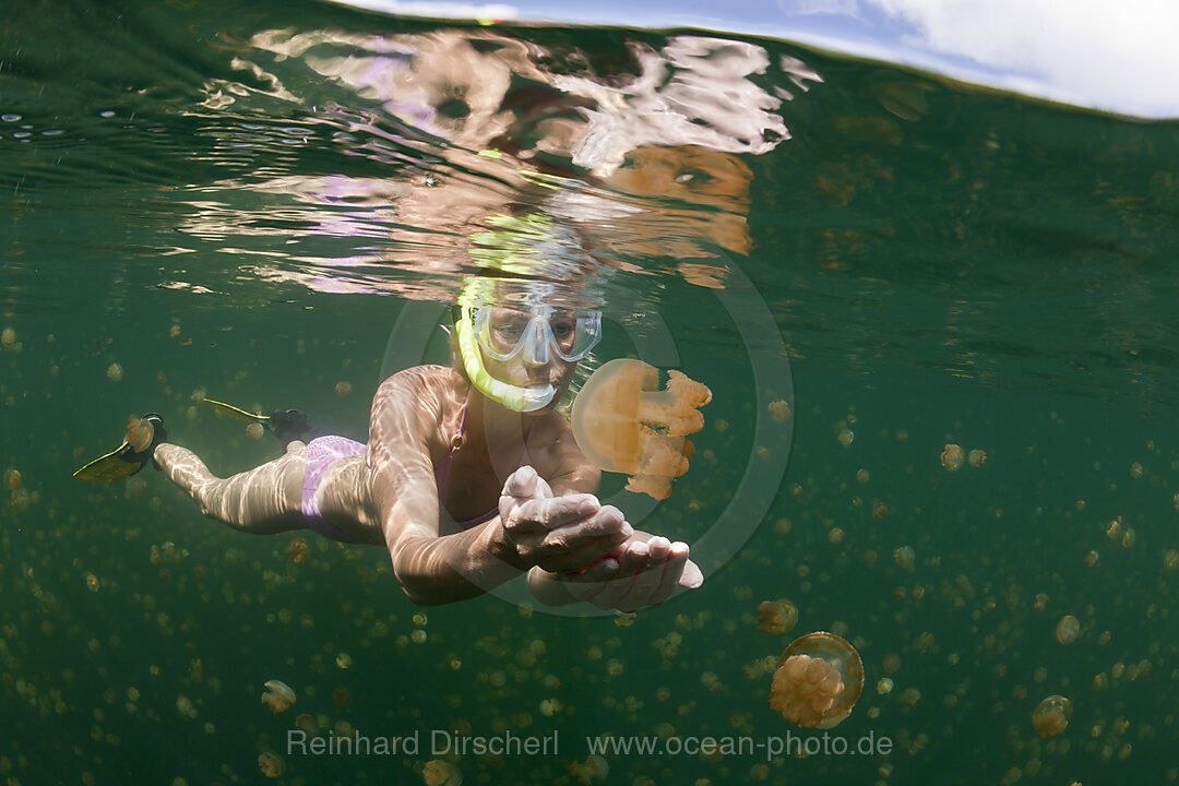 Schwimmen mit harmlosen Quallen, Mastigias papua etpisonii, Quallensee Mikronesien, Palau