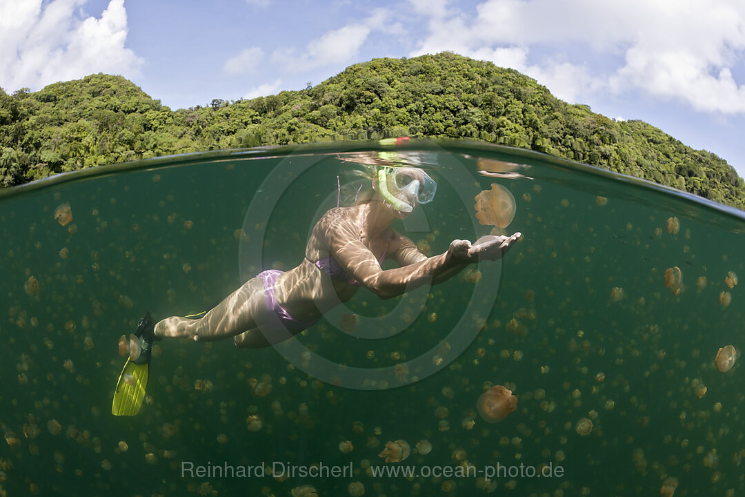 Schnorcheln mit harmlosen Quallen, Mastigias papua etpisonii, Quallensee Mikronesien, Palau