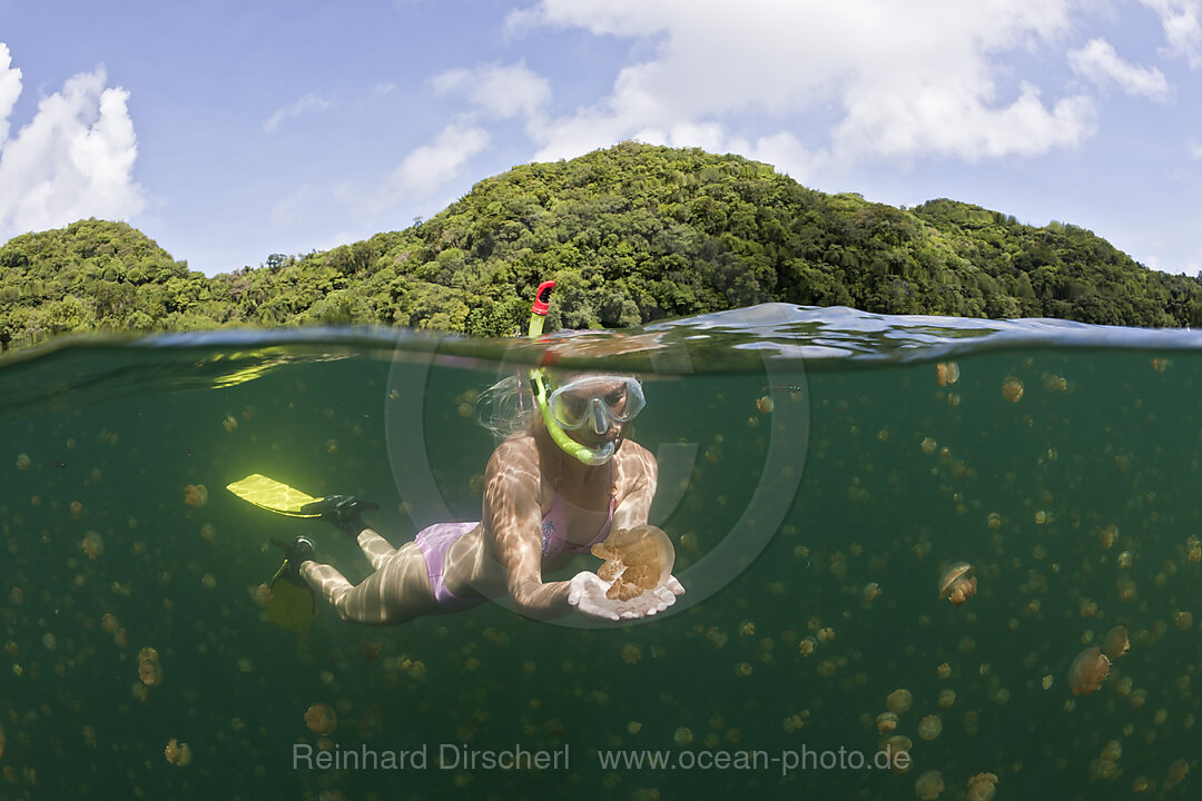 Skin Diving with harmless Jellyfish, Mastigias papua etpisonii, Jellyfish Lake Micronesia, Palau