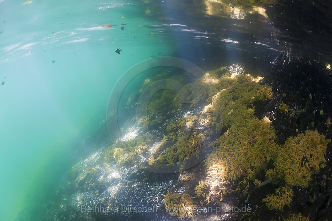 Mangroven mit gelben Schwamm, Quallensee Mikronesien, Palau