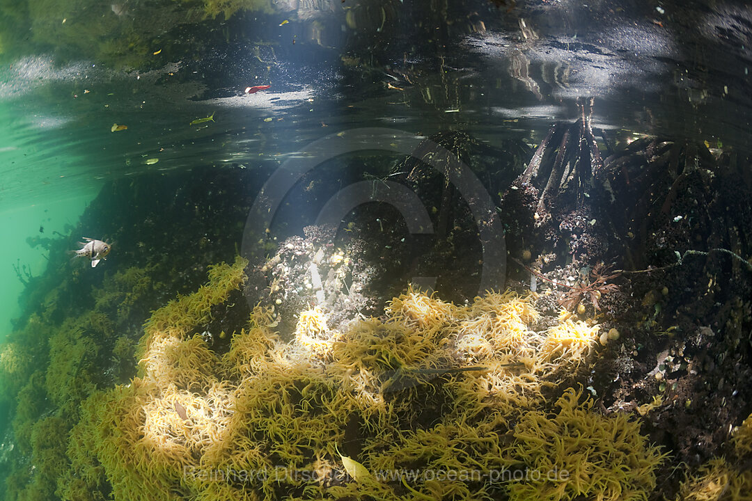 Mangroves with Sponges, Jellyfish Lake Micronesia, Palau