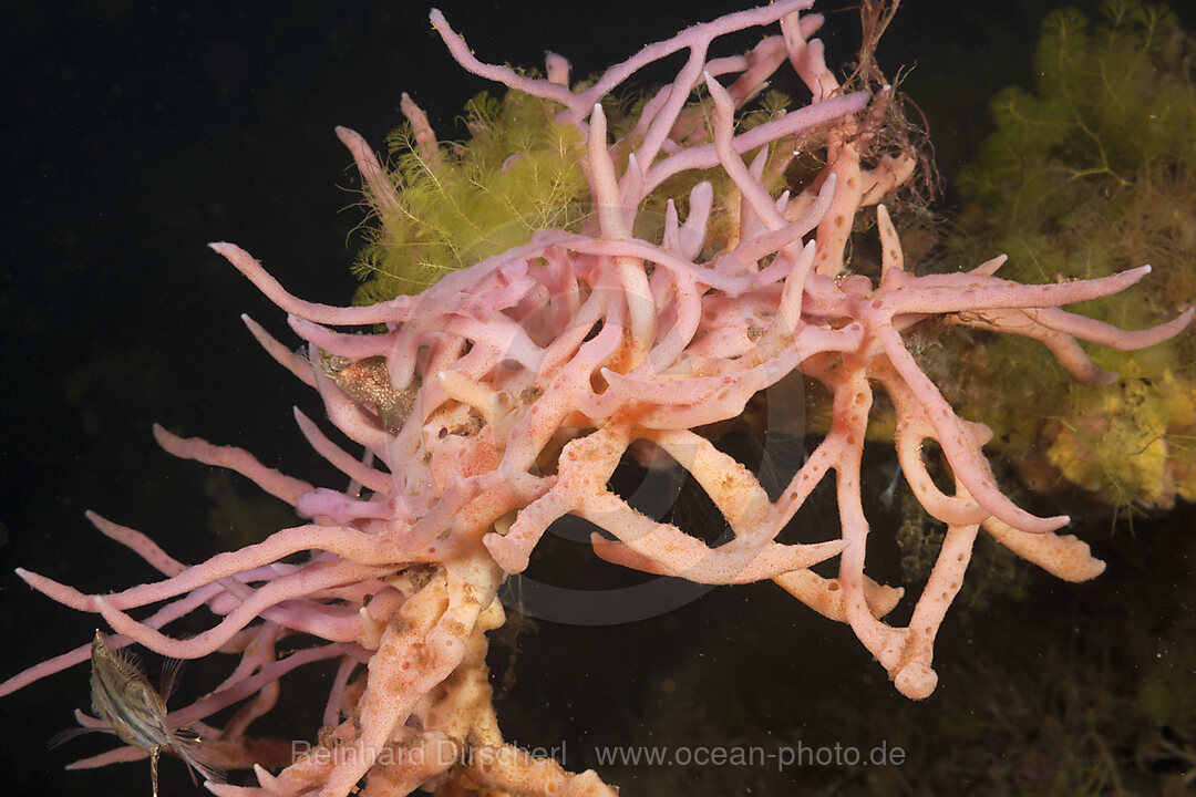 Sponge in Jellyfish Lake