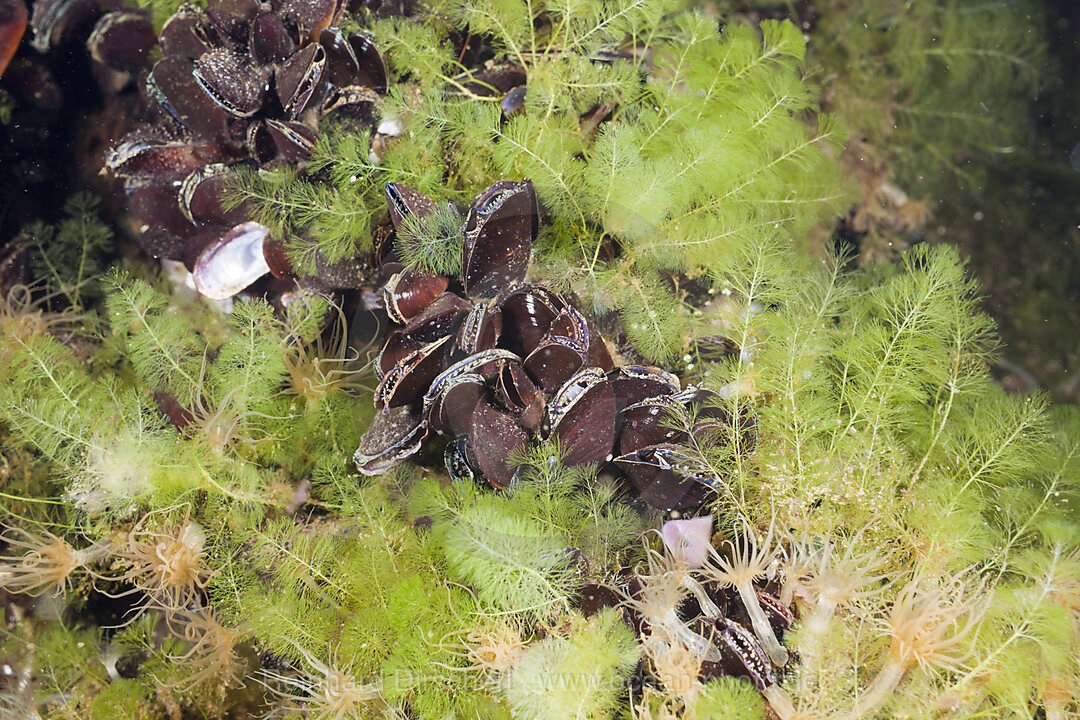 Muscheln in Quallensee