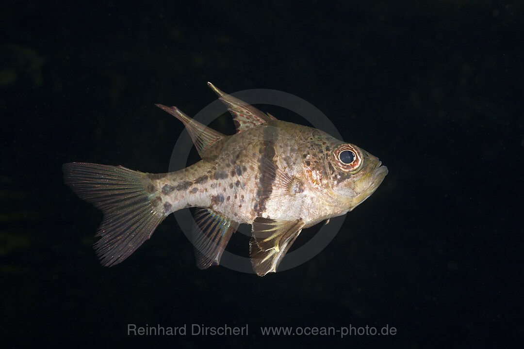 Guertel-Kardinalfisch, Sphaeramia orbicularis, Quallensee Mikronesien, Palau