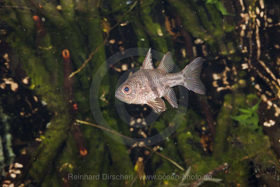 Guertel-Kardinalfisch, Sphaeramia orbicularis, Quallensee Mikronesien, Palau