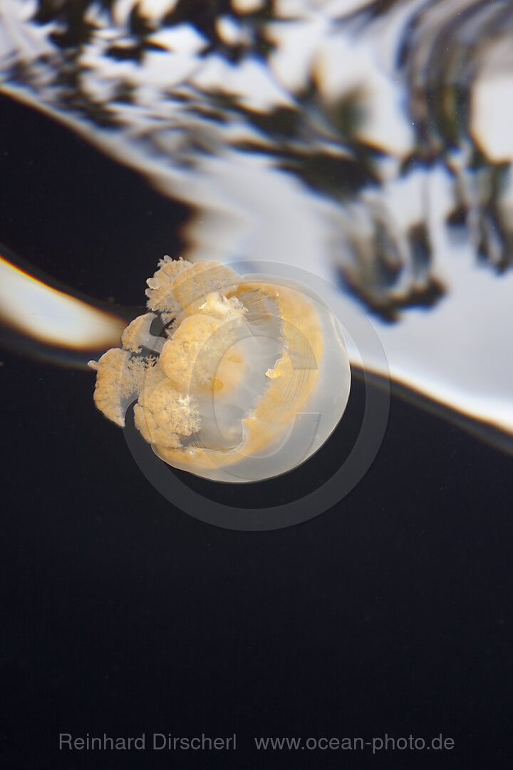 Jellyfish in Marine Lake, Mastigias papua etpisonii, Jellyfish Lake Micronesia, Palau