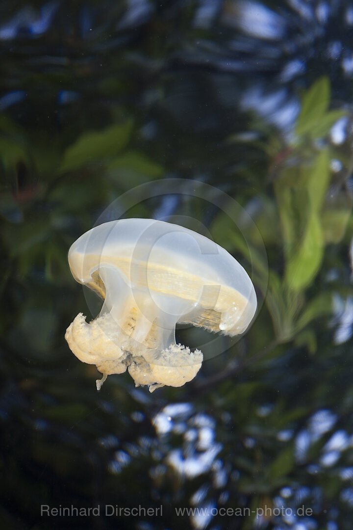 Jellyfish in Marine Lake, Mastigias papua etpisonii, Jellyfish Lake Micronesia, Palau