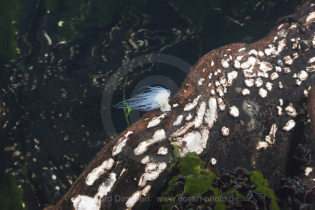 Anemone in Mangroven, Entacmaea medusivora, Quallensee Mikronesien, Palau