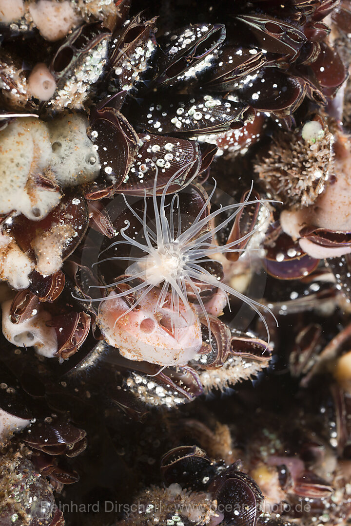 Anemone sit on Clams