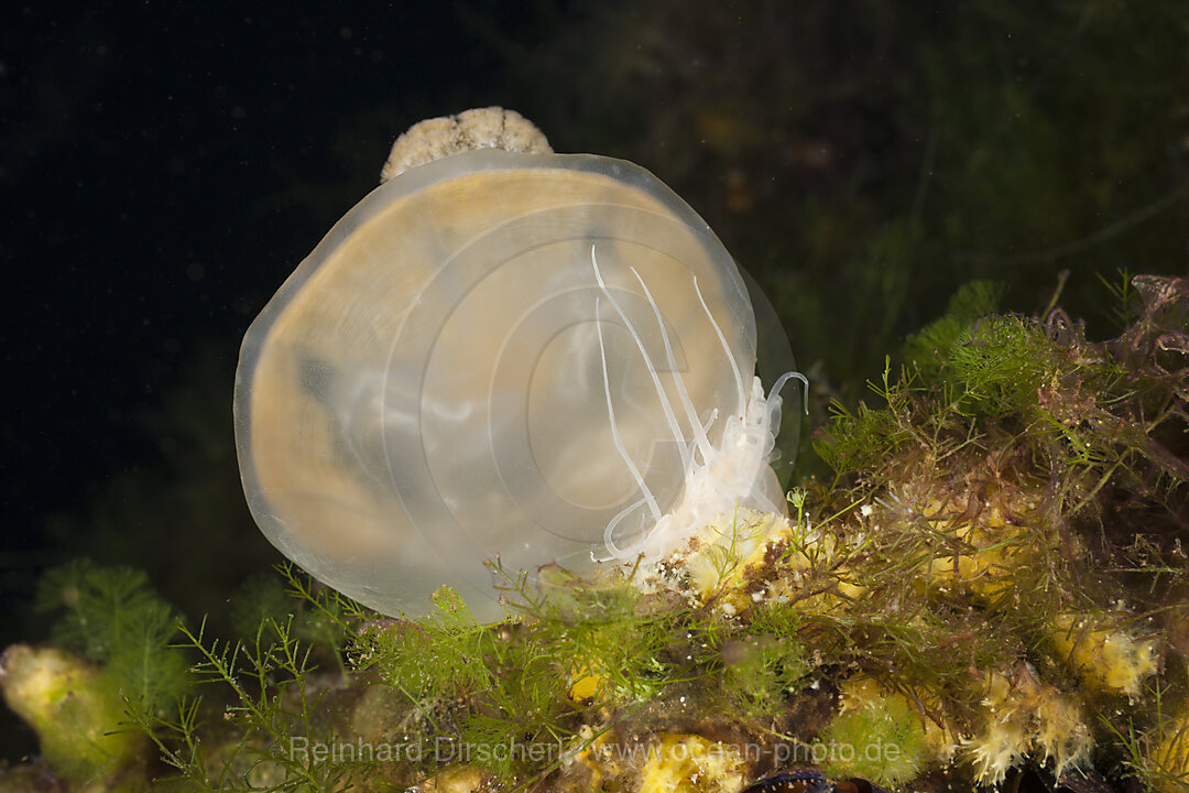 Anemone frisst Qualle, Entacmaea medusivora Mastigias papua etpisonii, Quallensee Mikronesien, Palau