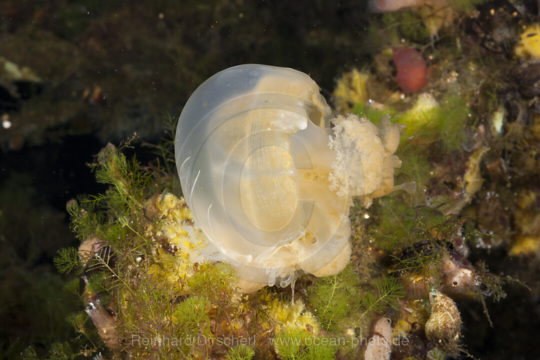 Anemone frisst Qualle, Entacmaea medusivora Mastigias papua etpisonii, Quallensee Mikronesien, Palau