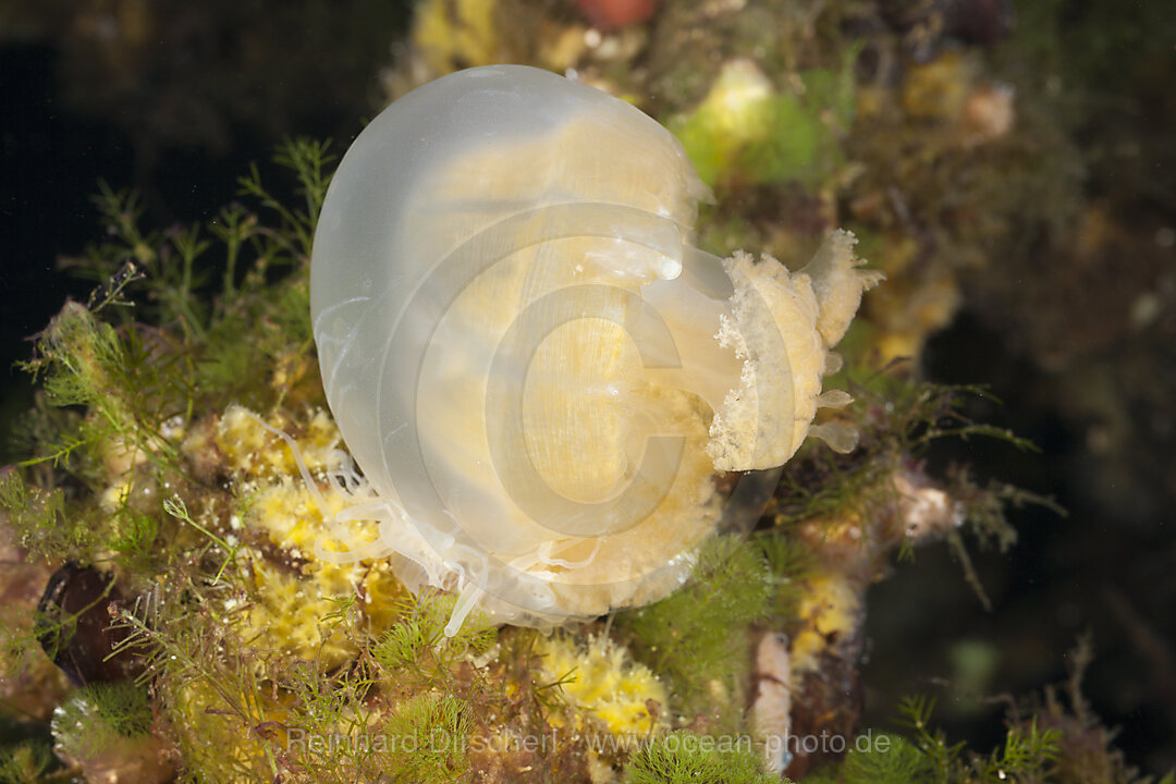 Anemone frisst Qualle, Entacmaea medusivora Mastigias papua etpisonii, Quallensee Mikronesien, Palau