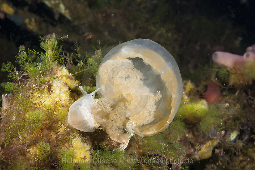 Anemone frisst Qualle, Entacmaea medusivora Mastigias papua etpisonii, Quallensee Mikronesien, Palau